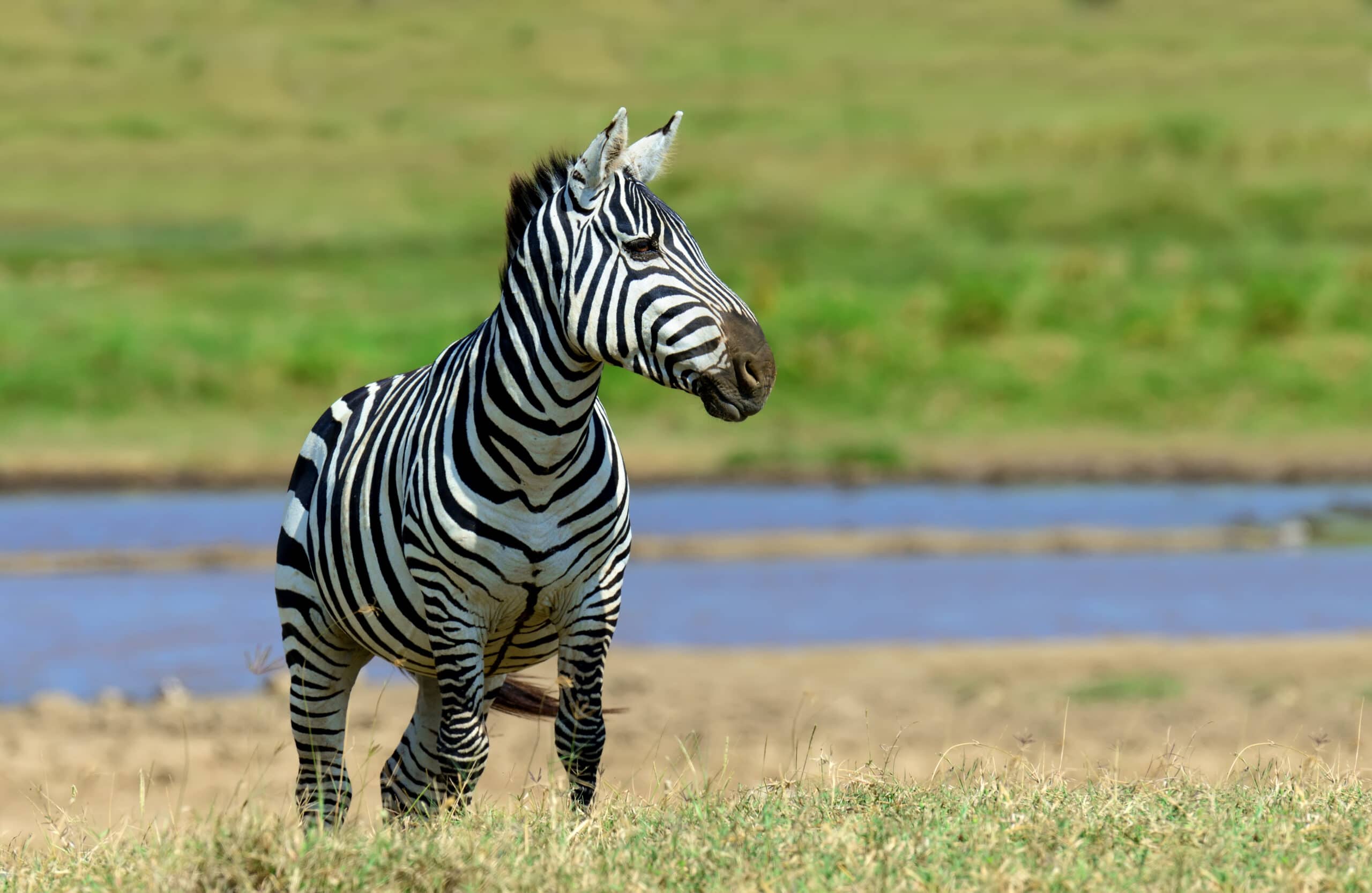 zebra in national park of kenya 2021 08 26 15 55 36 utc scaled