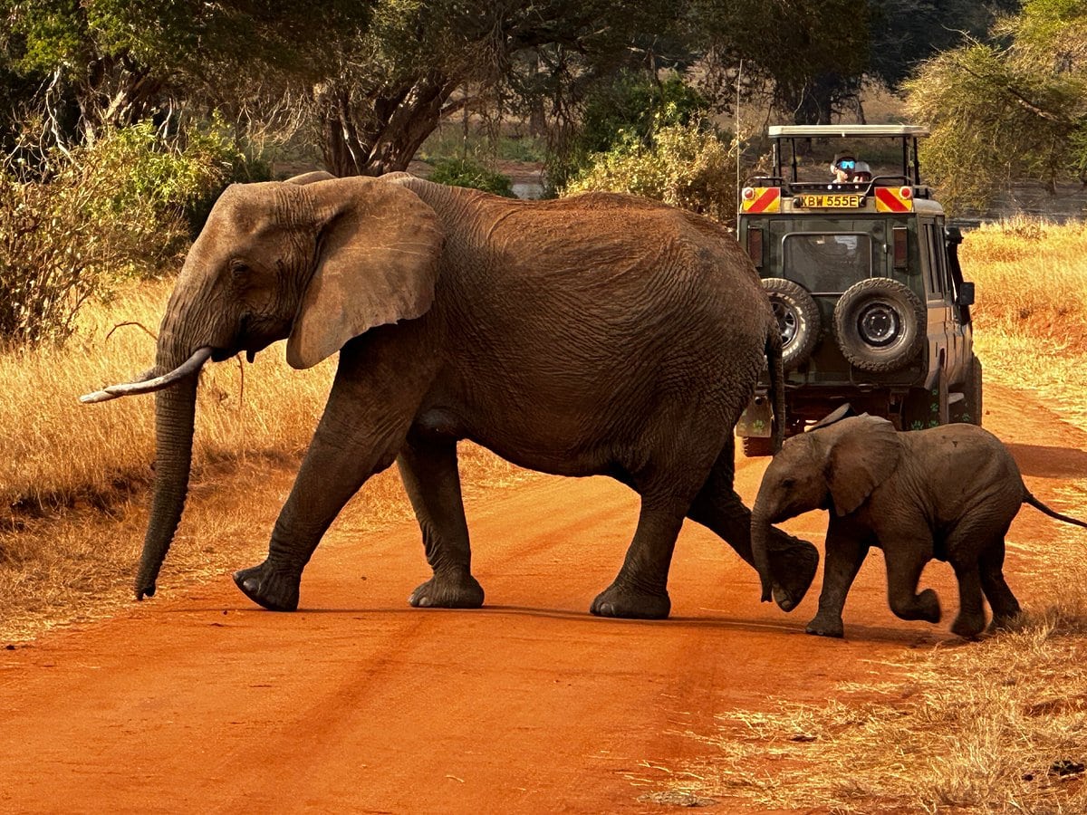 crossing elefants