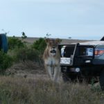 lion between the cars
