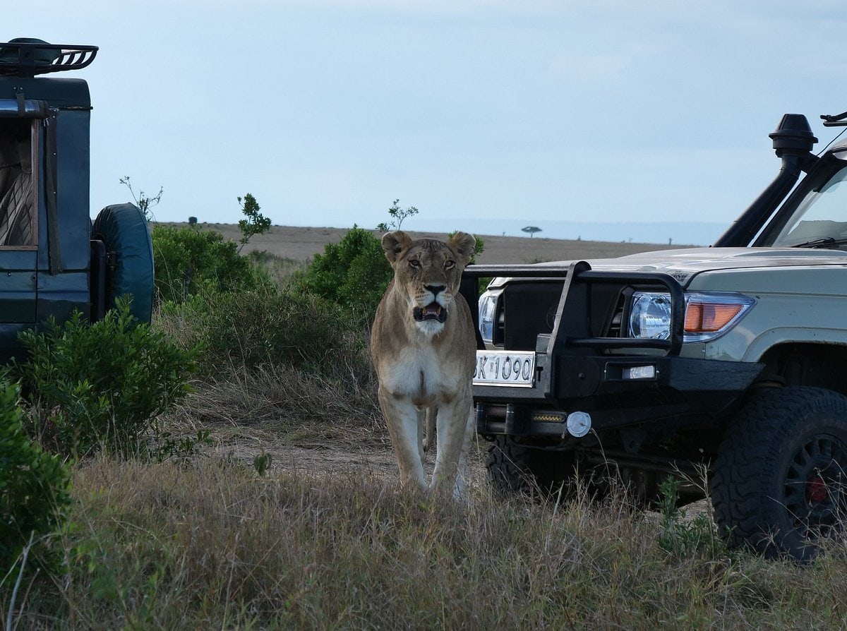 lion between the cars